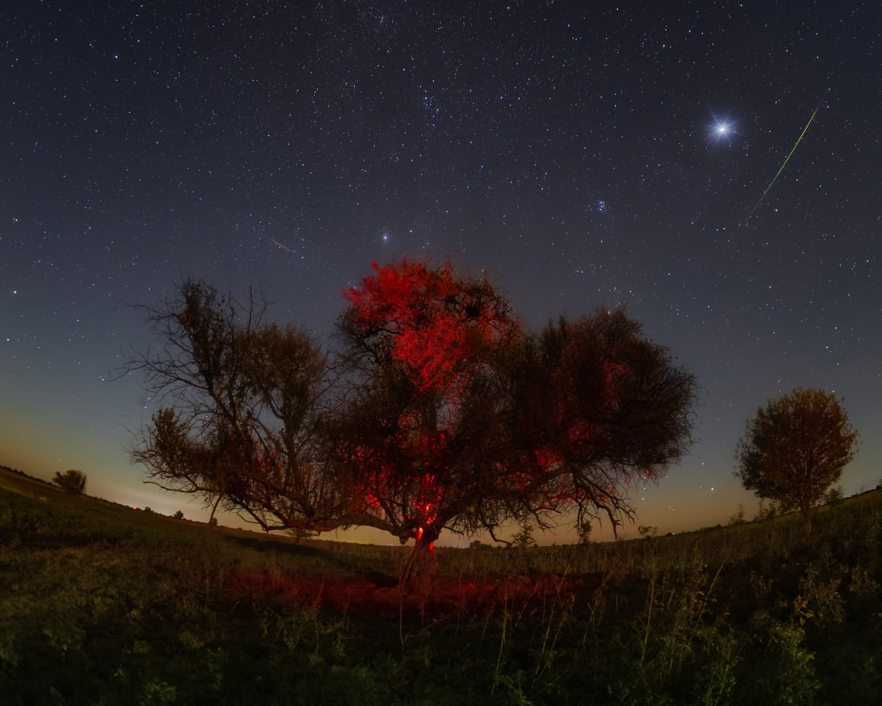 Под Астраханью вероломно спилили большое драгоценное дерево | АРБУЗ