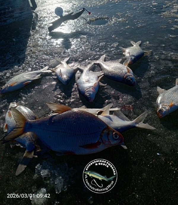 Астраханцы похвастались уловами в первые дни весны