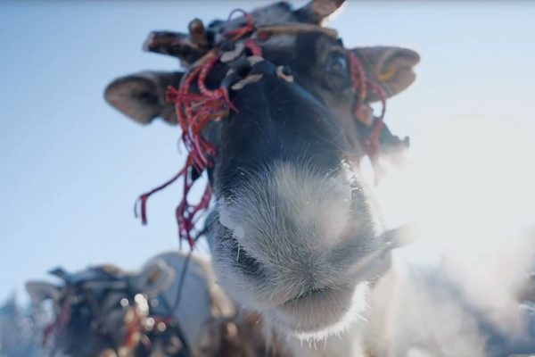 В ХМАО прошел масштабный конкурс оленеводов