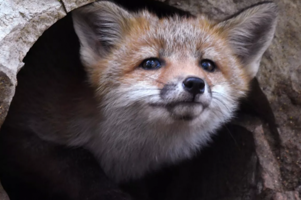 В Новосибирской области с начала года зафиксировали 53 случая бешенства, в районах ввели карантин