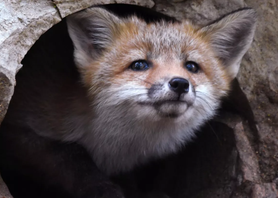 В Новосибирской области с начала года зафиксировали 53 случая бешенства, в районах ввели карантин