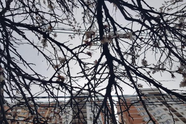 Небольшие дожди и прохлада ожидаются на Кубани в 21 марта