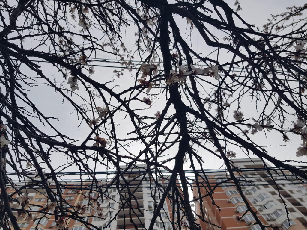 Небольшие дожди и прохлада ожидаются на Кубани в 21 марта