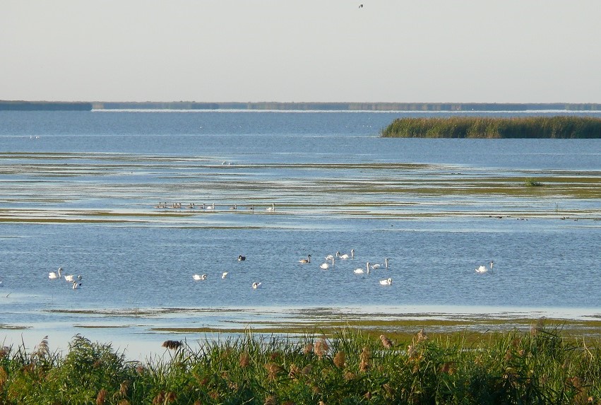 В Астраханской области авандельта исчезает из-за падения уровня Каспийского моря